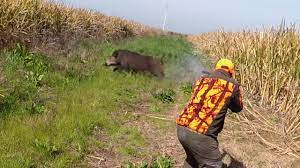 Chasse Aux Sangliers Superbe Battue Aux Sangliers 2019 Youtube