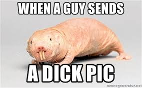 When A Guy Sends A Dick Pic Naked Mole Rat Meme Generator