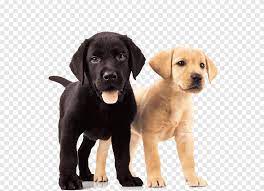 Maybe you would like to learn more about one of these? Two Yellow And Black Labrador Retriever Puppies Labrador Retriever Golden Retriever Puppy Dog Breed Dogs Mammal Animals Png Pngegg