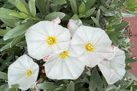Image result for Convolvulus goyderi