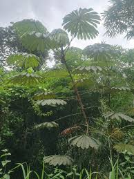 Image result for Musanga