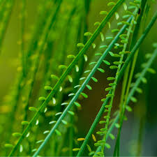 Image result for Parkinsonia aculeata