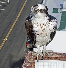 Our nest cam Ospreys hatch their second chick! - Golden Gate Bird Alliance
