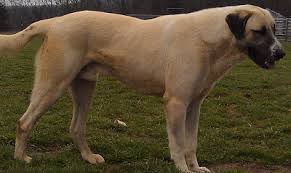 They are the best family members and guardian, only 11 weeks they begin to learn how to protect our livestock.😄only 2 females. Anatolian Shepherds Canada Breeder Foxhat Farm