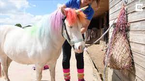 Everything you need to learn whether your strands should be wet or dry before applying dye. Woman Dyes Pony S Hair To Make It Look Like A Unicorn Youtube