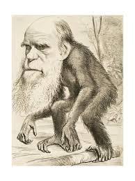 Caricature Of Charles Darwin 1871 Giclee Print Art Com Theory Of Evolution Darwin Evolution Charles Darwin
