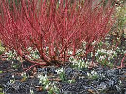 Cornouillers A Bois Decoratifs 9 Idees D Associations Cornouiller Promesses De Fleurs Jardin D Hiver