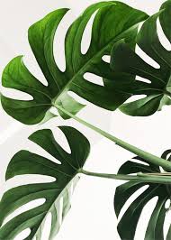 Art Druckbare Leaf Monster Monstera Pflanzenmonstera Print Wandkunst Monstera Print Monstera Leaf Ar Printable Art Wall Decor Leaf Art Wall Printables