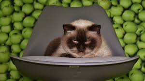 Nutmeg and cinnamon are often used together in recipes. Can Cats Eat Apples The Truth About Slices Applesauce More