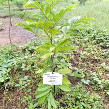 Image result for Lettowianthus stellatus