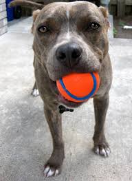 Chuckit Sport Launcher Dog Toy Color Varies 14s Chewy Com Dog Toys Dogs Natural Pet
