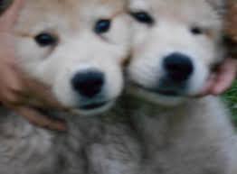 Great pyrenees puppies $800 (bnc > spruce pine) pic hide this posting restore restore this posting. Golden Retriever Great Pyrenees Mix Great Farm And Family Dog For Sale In Frostproof Florida Classified Americanlisted Com