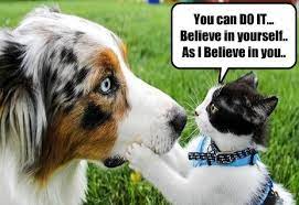 Positive Cat Gives Encouraging Advice I Has A Hotdog Dog Pictures Funny Pictures Of Dogs Dog Memes Puppy Pictures Doge