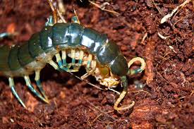 Black And Yellow Striped Millipede Image Blue Ringed Centipede Flickr Photo Sharing Centipede Millipede Western Ghats