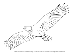 Maybe you would like to learn more about one of these? Learn How To Draw An Eagle Flying Birds Step By Step Drawing Tutorials