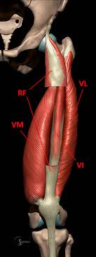 Musculoskeletal anatomy, kinesiology, and palpation for manual therapists. Mri Of Rectus Femoris Quadriceps Injury Radsource