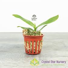 Image result for Angraecum infundibulare