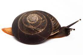 Media in category caracolus excellens. Snails Of Form Pleurodonte Excellens Dominican Republic For Sale