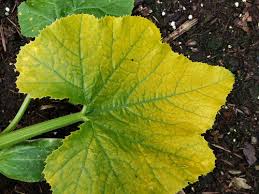 We did not find results for: Yellowing Zucchini Leaves
