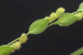 Image result for Zornia glochidiata