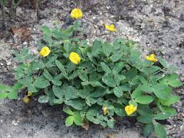 Image result for Arachis