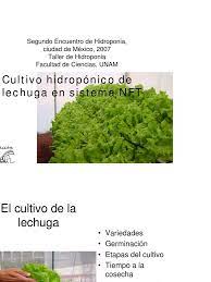 Cultivo Hidroponico De Raiz Flotante De Lechuga Que Garantiza Alta Produccion Por Metro Cuadrado Herbs Plants