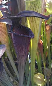 Black And White Images Of Pitcher Plant Sarracenia Alata Page 2 Pitcher Plant Carnivorous Plants Bog Plants