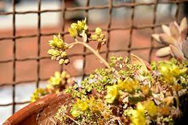 Pianta delle araliacee con fiori gialli; Pianta Grassa Con Fiori Gialli A Grappolo Pianta Con Fiori Gialli Arbusti Con Fiori Gialli E Legumi Indiaa Lath