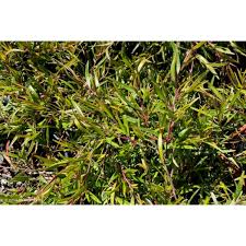 Image result for Leptospermum petersonii