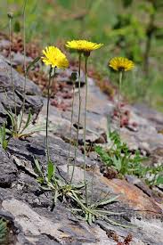 Image result for Tolpis