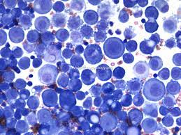 Check spelling or type a new query. The Atlas Of Cytology And Haematology Cases Veterinary Cytology