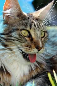 In truth, panting usually does not. Do You Know The Signs Of Feline Heat Stroke Life With Cerebellar Hypoplasia Cats