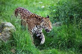 Jaguar Panthera Onca Classification Wild Cat Family