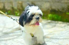 Bij een klik mag hij mee. Boomer The Shih Tzu Home Facebook