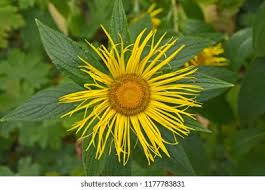 Image result for Inula mannii