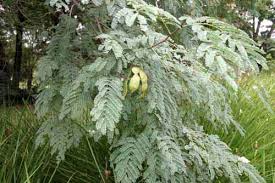 Image result for Acacia welwitschii