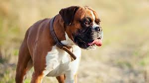 We did not find results for: Boxer Price Temperament Life Span