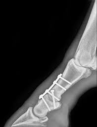 Equine Ringbone Process Progress And Prognosis The Horse