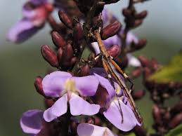 Image result for Macropsychanthus