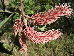 Image result for Faurea rubriflora