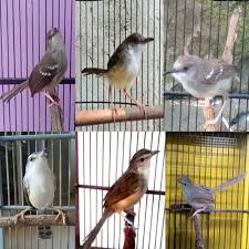 Burung pengicau ini termasuk dalam anggota cisticolidae walau dibeberapa buku masih dalam anggota sylviidae. Ciblek Gunung Archives Hewan Id