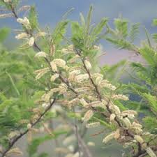 Image result for Terminalia phanerophlebia