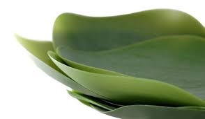 Jan 22, 2021 · banana's are deeply linked with the traditional culture of kerala. Nao Tamura S Silicon Leaf Shaped Seasons Serving Plates Now In Production