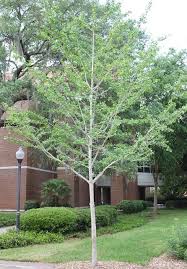 Your climate may be too cold for this plant. Enh432 St273 Ginkgo Biloba Ginkgo