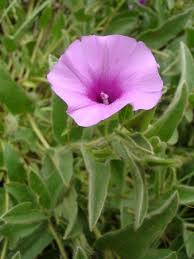 Image result for Ipomoea crassipes