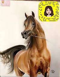 arabian horse الخيل العربيه horses animals drawings