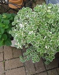 Growing swedish ivy plants learn about the care of swedish ivy. Swedish Ivy Variegated 10 Tips For Growing A Swedish Ivy Plant At Https Www Houseplant411 Com Houseplant How To Grow Care Plants Ivy Plants Trees To Plant