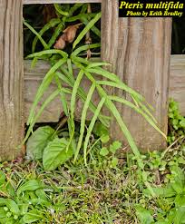 Image result for Pteris