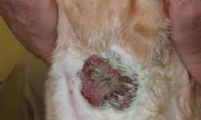 If a tick stays on your cat's skin long enough to embed itself, it can look and feel like a lump. Hot Spots Animal Allergy Dermatology