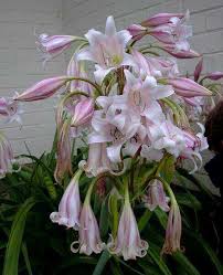 Image result for Crinum macowanii
